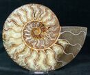 Polished Ammonite Pair - Agatized #12627-2